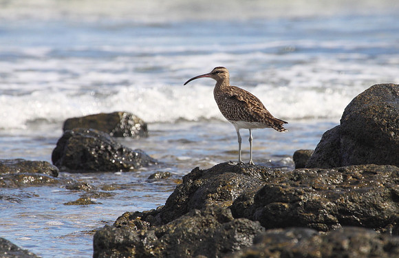 Whimbrel