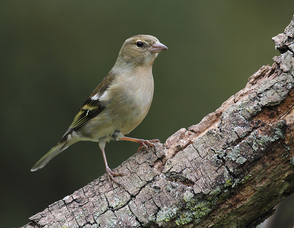 Female Chaffinch