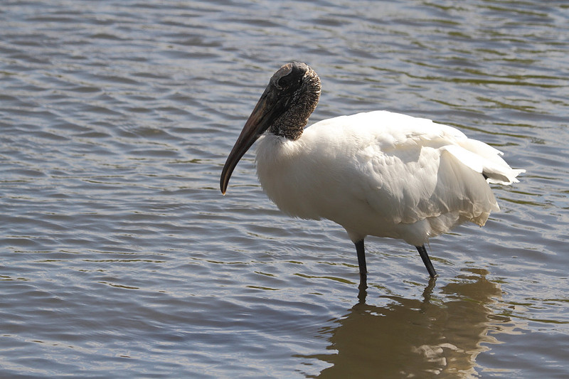 Wood Stork