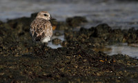 Grey Plover
