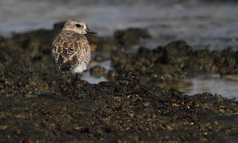 Grey Plover