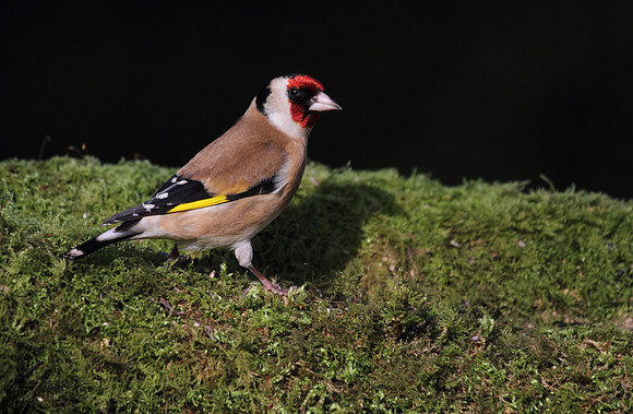 Goldfinch