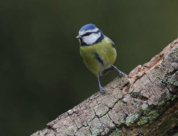 Blue Tit