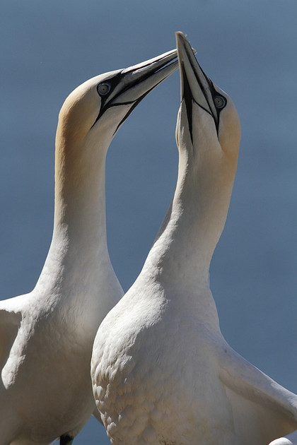 Gannets sparring