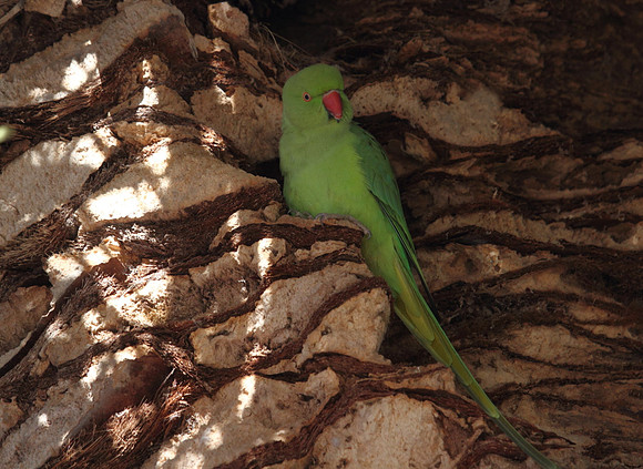 Ring Necked Parakeet