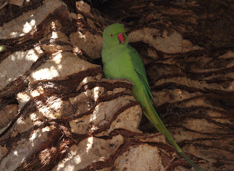 Ring Necked Parakeet