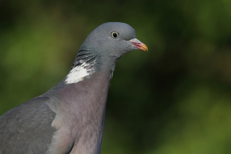 Woodpigeon