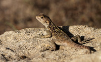 Agama Lizard