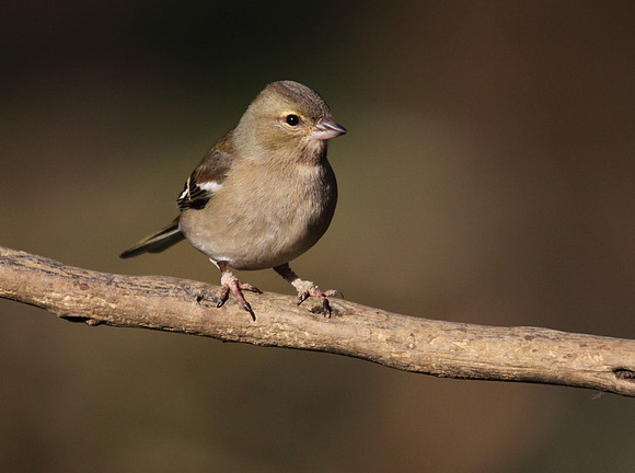 Female Chaffinch