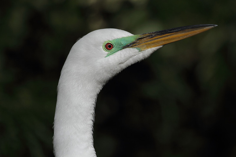 Great Egret
