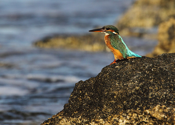 Female Kingfisher
