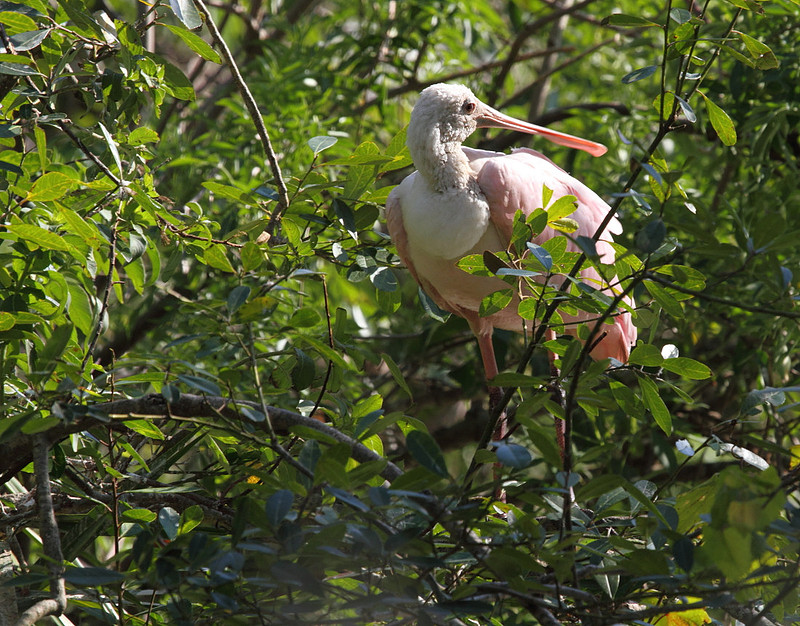 Roseate Spoonbill