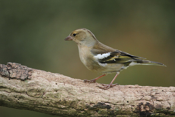 Female Chaffinch