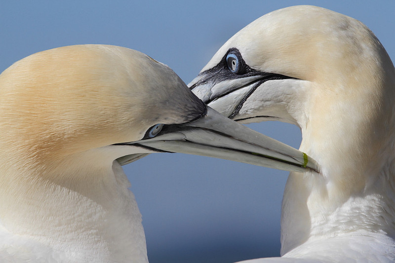 Gannets preening