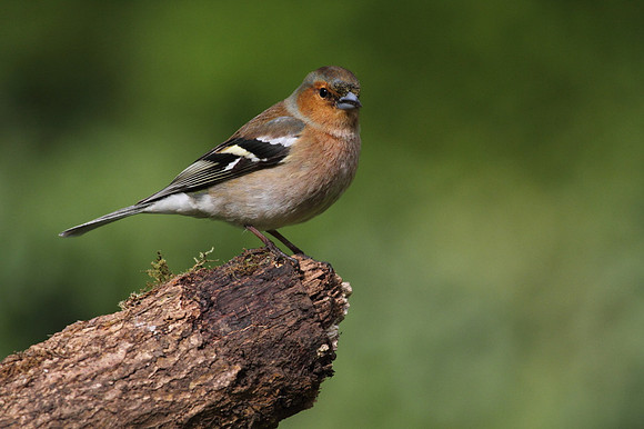 Male Chaffinch
