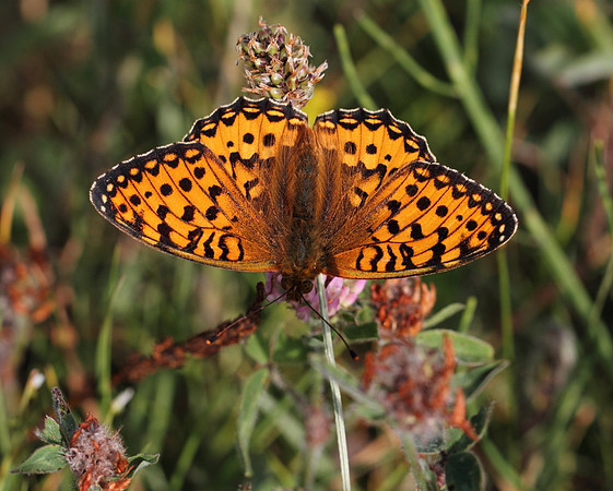 Dark Green Fritillary