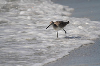 Willet