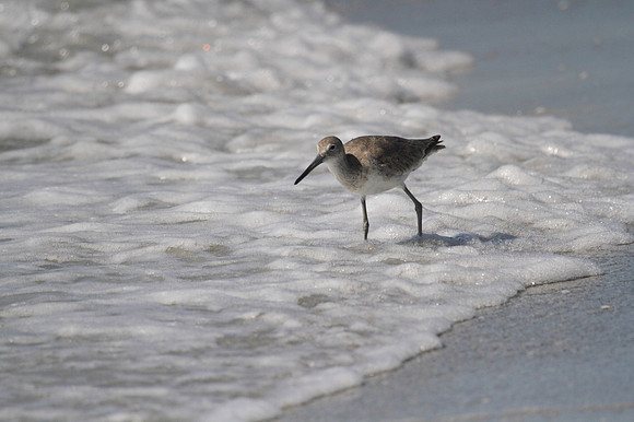 Willet