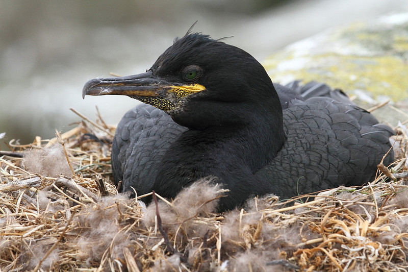 Shag