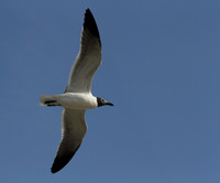 Laughing Gull