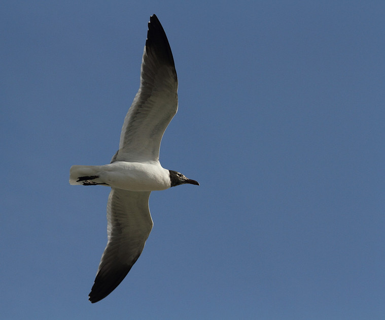 Laughing Gull