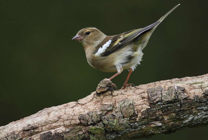 Female Chaffinch