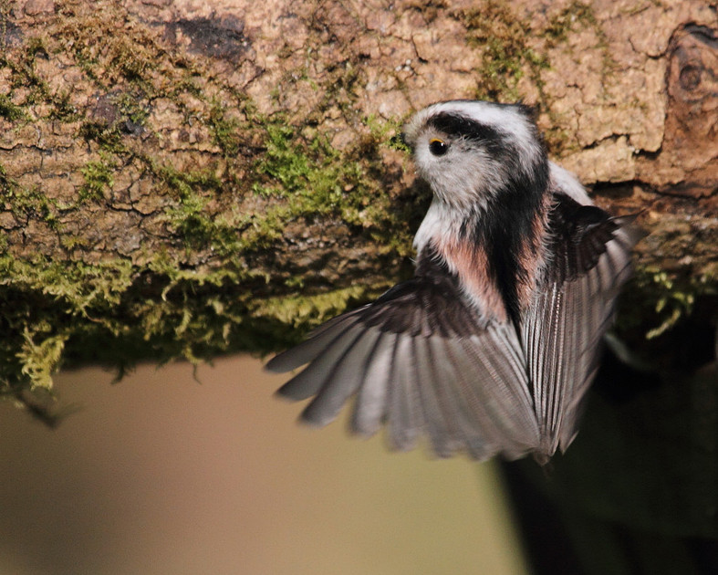 Long Tailed Tit