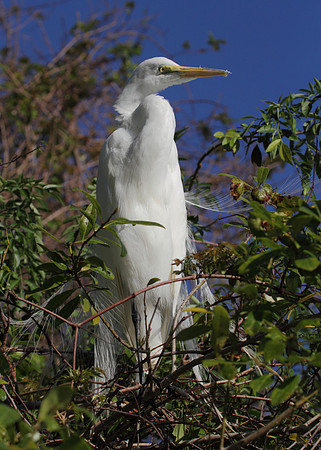 Great Egret