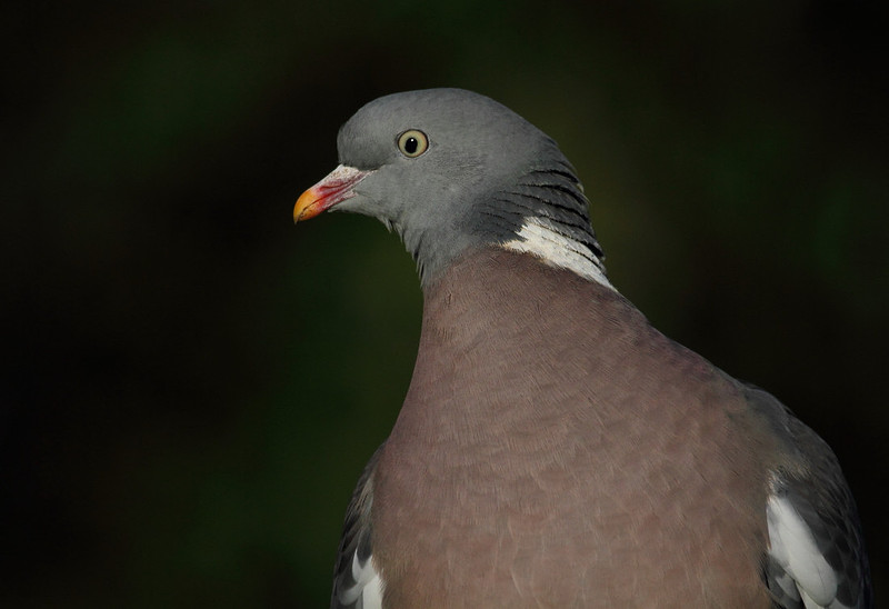 Woodpigeon