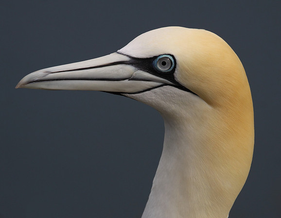 Gannet