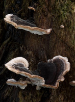 Many Zoned Polypore