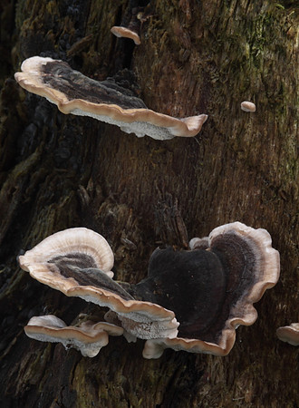 Many Zoned Polypore