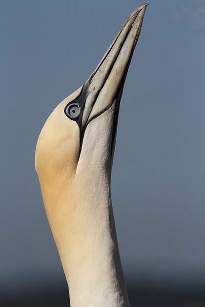 Gannet portrait
