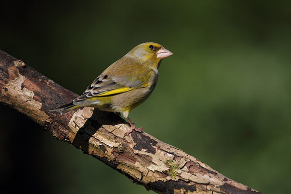 Male Greenfinch