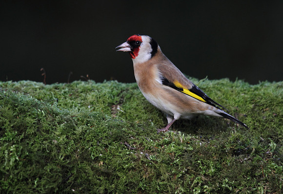 Goldfinch