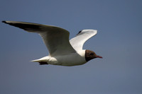 Black Headed Gull in Flight