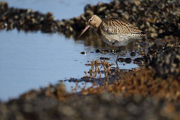 Bar Tailed Godwit