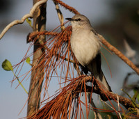 Northern Mocking Bird