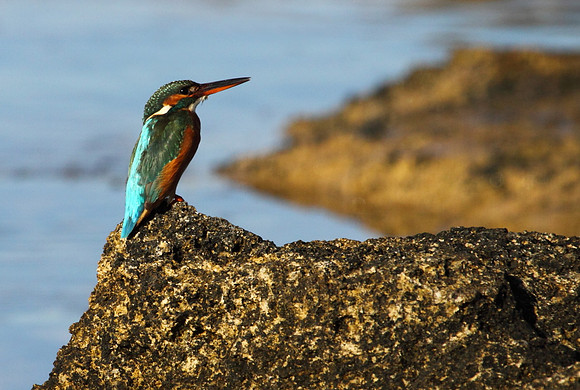 Female Kingfisher