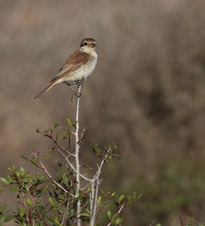 Shrike