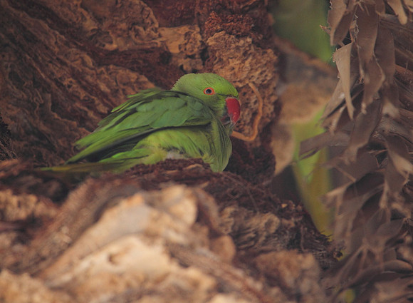 Ring Necked Parakeet