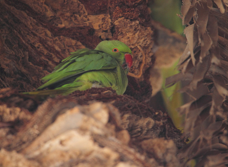 Ring Necked Parakeet