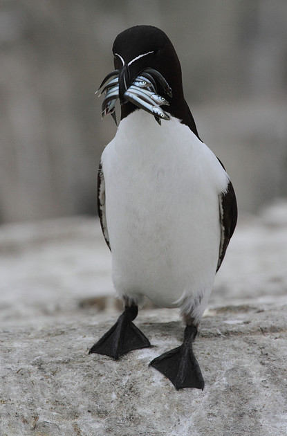 Razorbill with fish