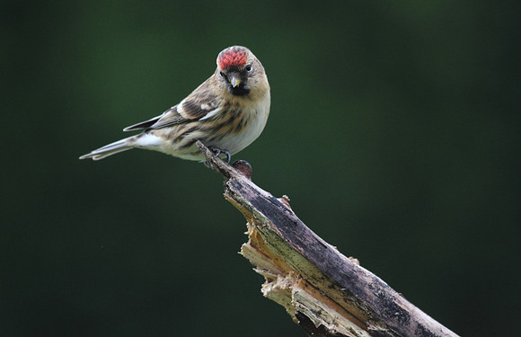 Redpoll