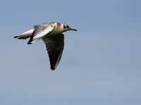 Black Headed Gull in Flight (Juvenile)
