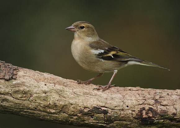 Female Chaffinch