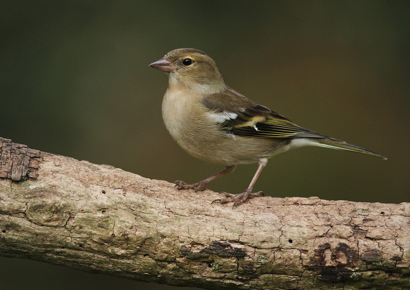 Female Chaffinch