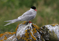 Arctic Tern