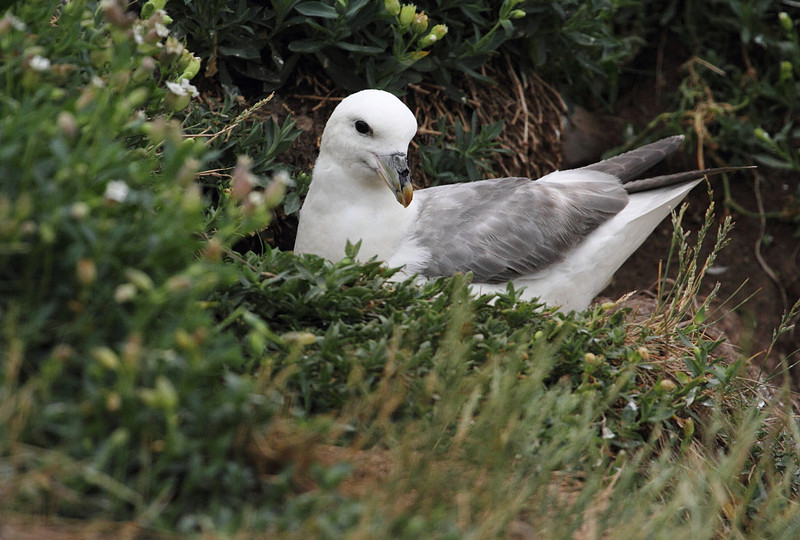 Fulmar
