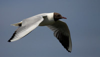Black Headed Gull in Flight